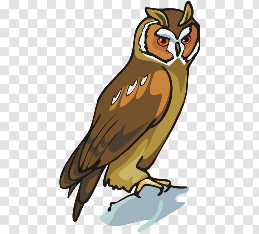 Owl School Reading Comprehension Understanding - Bird - Flying Bisons Transparent PNG