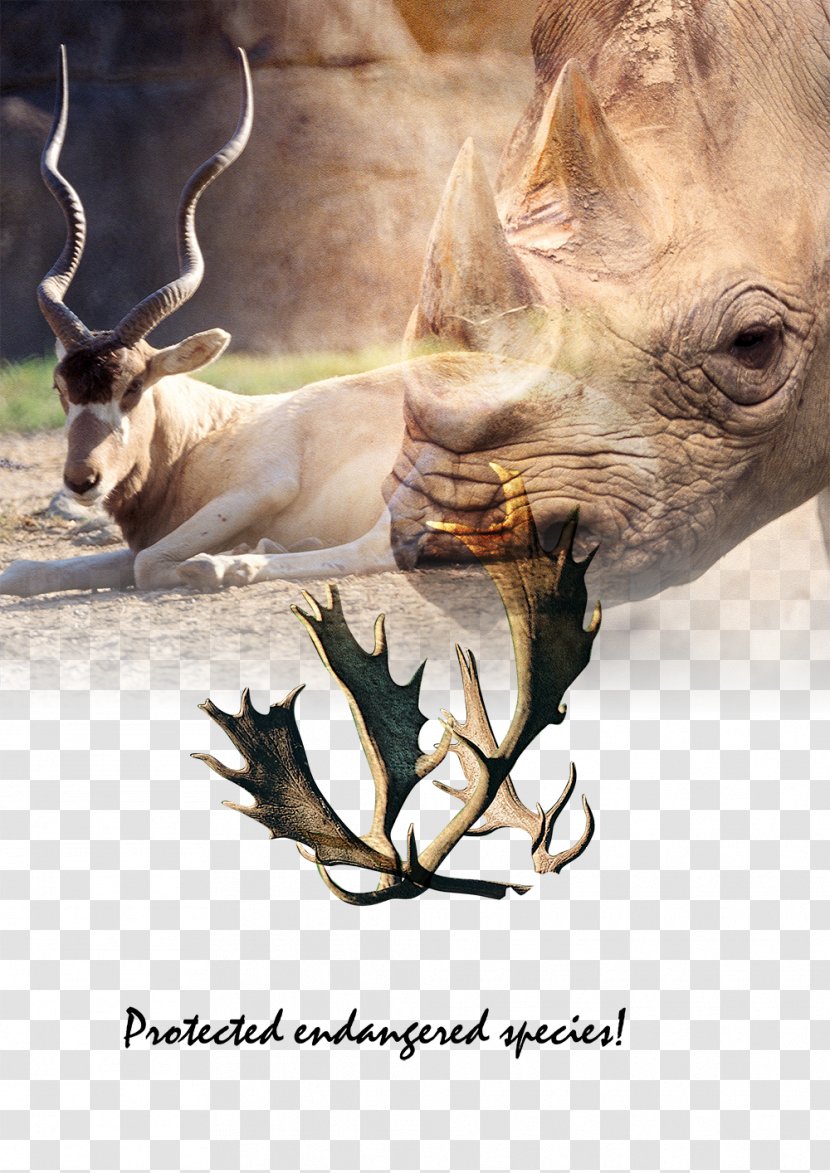 Rhinoceros Reindeer Antler Tiger - Antlers Animal Protection Rhino Transparent PNG
