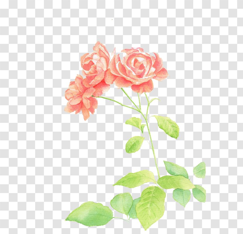 Garden Roses Watercolor Painting Illustration - Hand-painted Flowers Transparent PNG