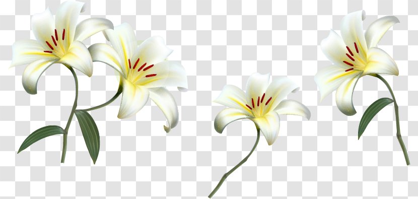 Eid Al-Fitr Al-Adha Bayram Mubarak Zakat - Easter Lily - Flower Transparent PNG