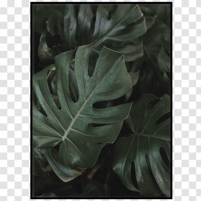Leaf JIVANA YOGA STUDIO Swiss Cheese Plant Light Mural - Philodendron Transparent PNG