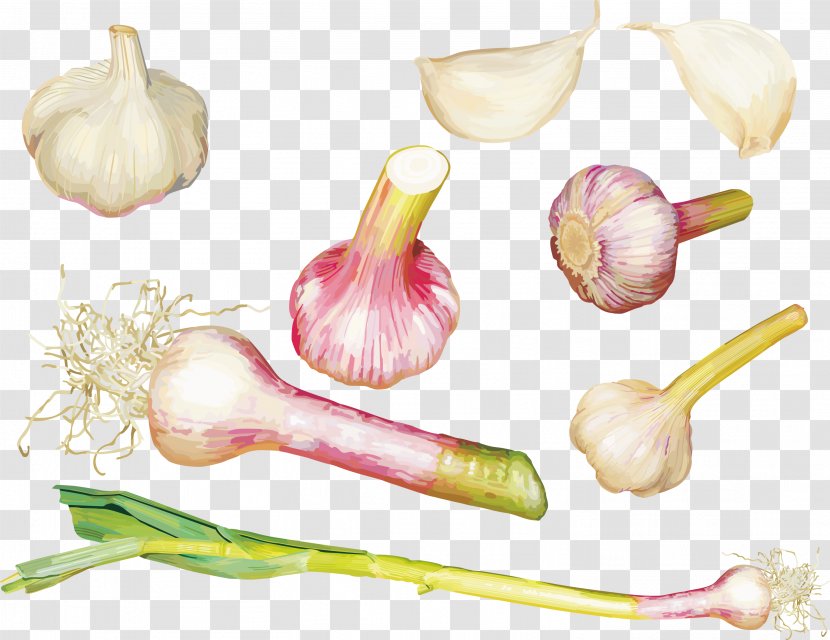 Garlic Powder Vegetable Food - Vector Various Forms Of Transparent PNG