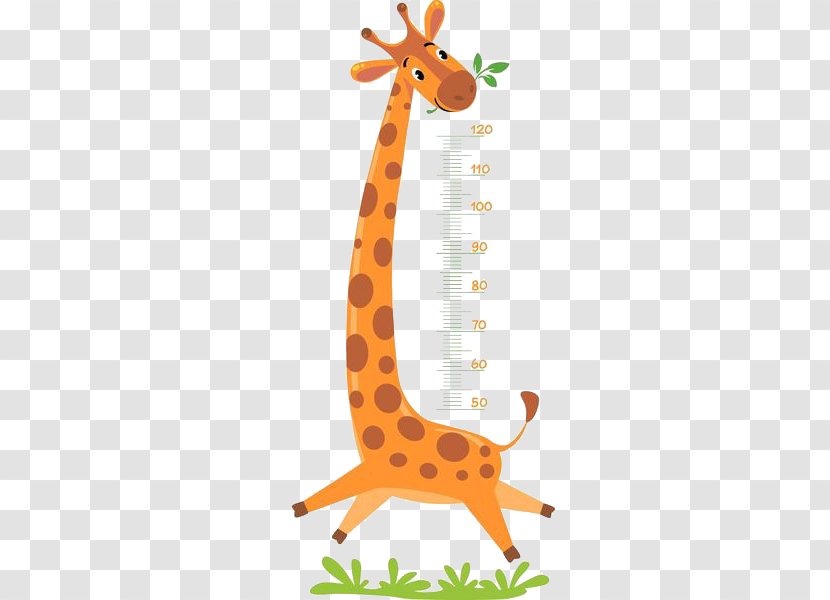 Giraffe Royalty-free Illustration - Vertebrate - Measure Height Transparent PNG