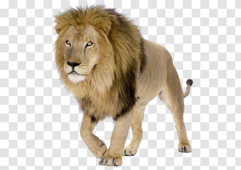 White Lion Tiger Leopard Stock Photography - Masai Transparent PNG