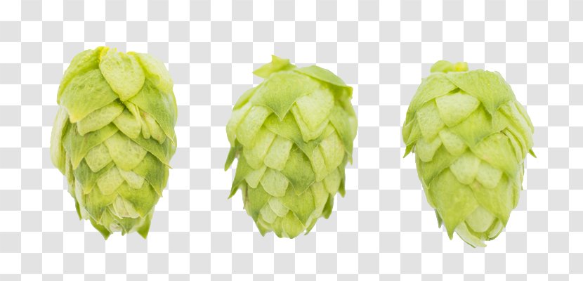 Beer Common Hop Hops Artisau Garagardotegi Malt - Yeast Transparent PNG