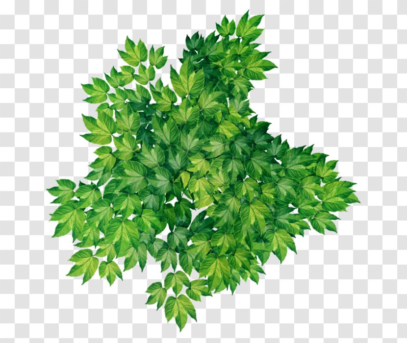 Leaf Parsley Evergreen Clip Art - Shrub Transparent PNG