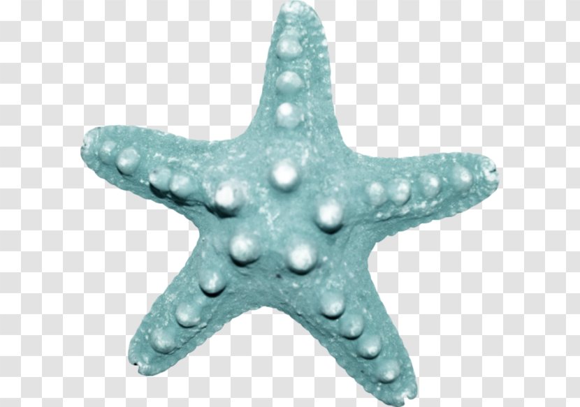 Starfish Sea Echinoderm Transparent PNG