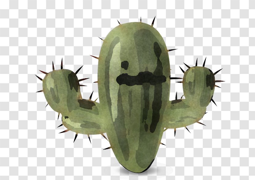 Cactus - Prickly Pear Insect Transparent PNG
