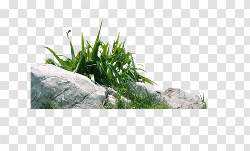 Download Living Stone - Green - Stone,grass Transparent PNG