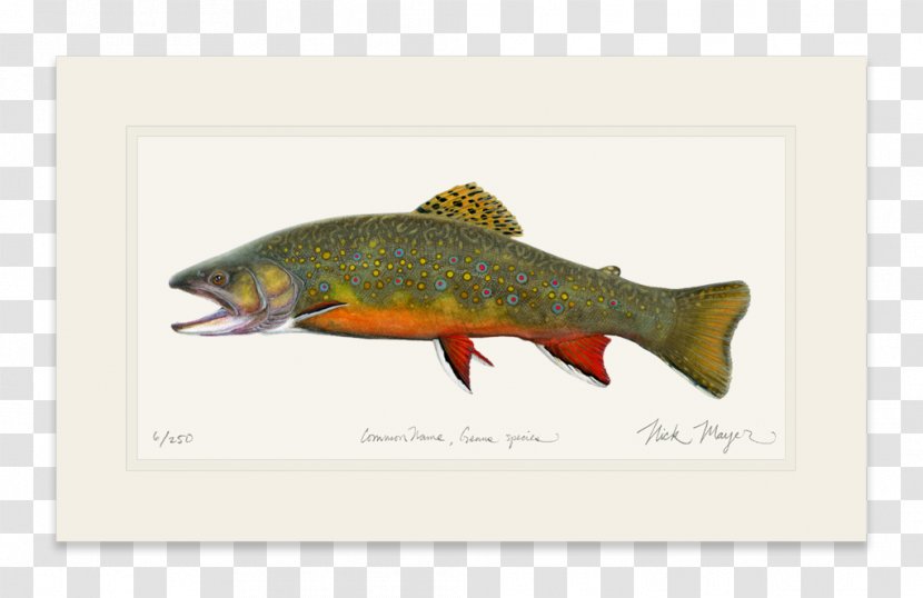 Salmon Brook Trout Brown Fly Fishing - Fish Transparent PNG