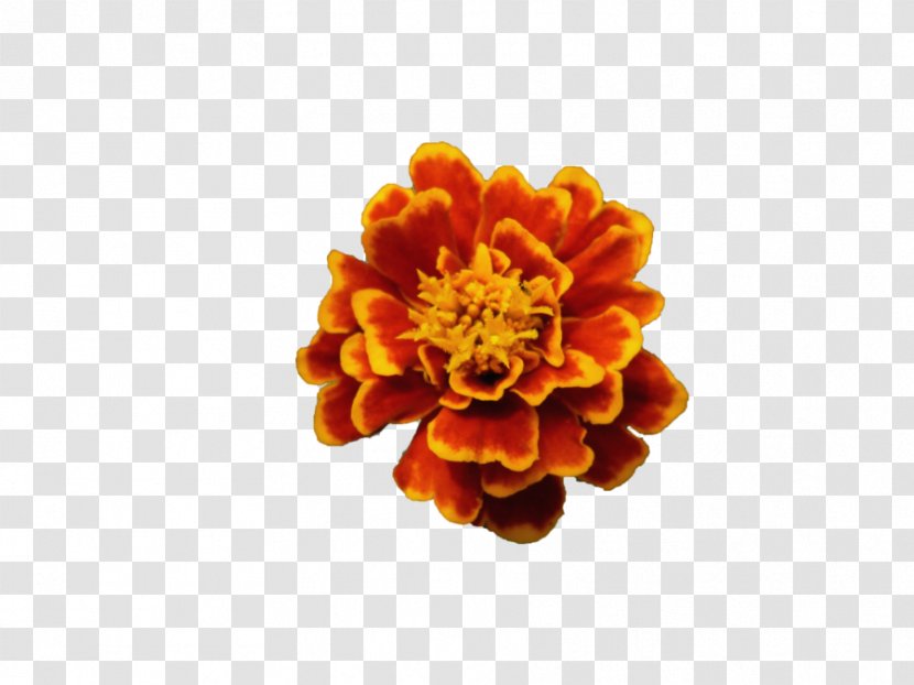 Flower Common Poppy Orange Blossom - Opium Transparent PNG