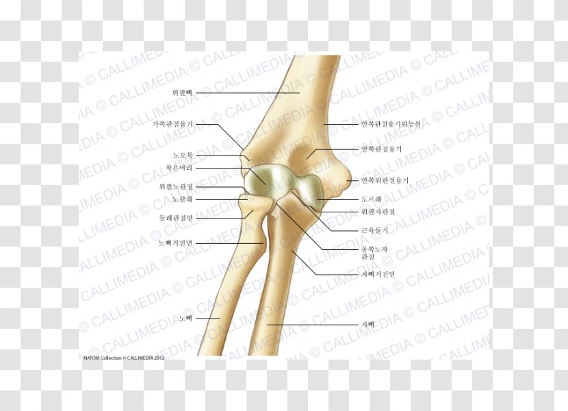 Thumb Elbow Bone Humerus Anatomy - Tree - Radial Transparent PNG