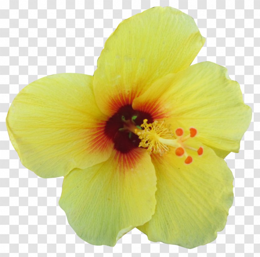 Hawaiian Hibiscus Shoeblackplant Flower - Petal - Tropical Transparent PNG