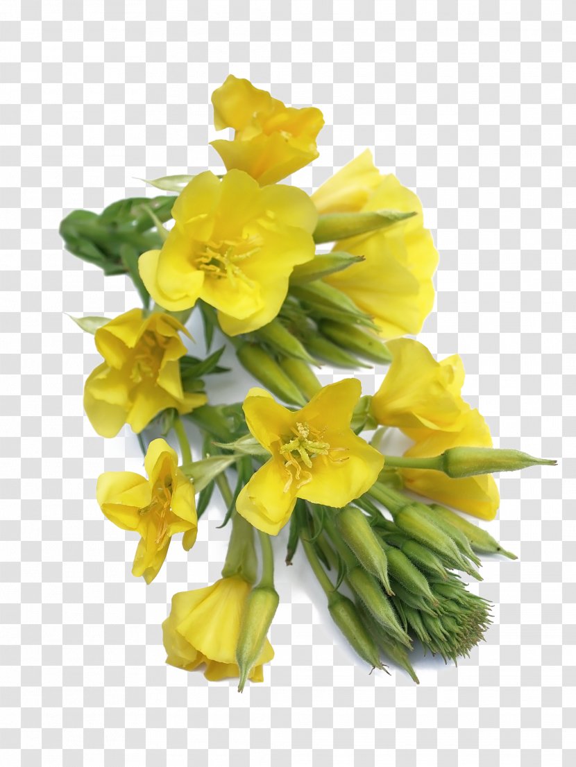 Dietary Supplement Common Evening-primrose Linseed Oil Capsule - Flowering Plant - Primrose Transparent PNG