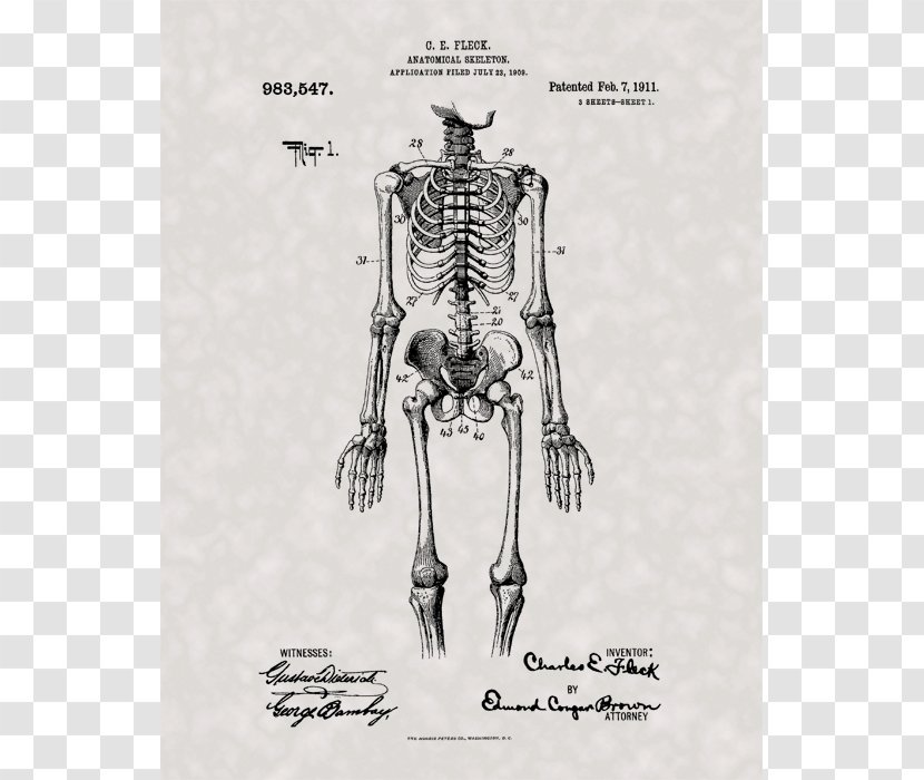 Human Skeleton Anatomy Body - Cartoon Transparent PNG