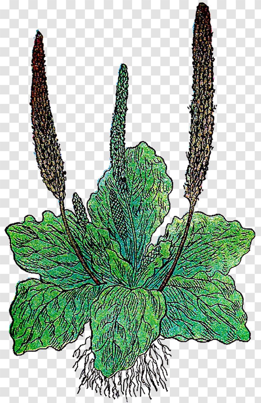 Leaf Herb Botany Banana Bread Clip Art - Botanical Illustration Transparent PNG