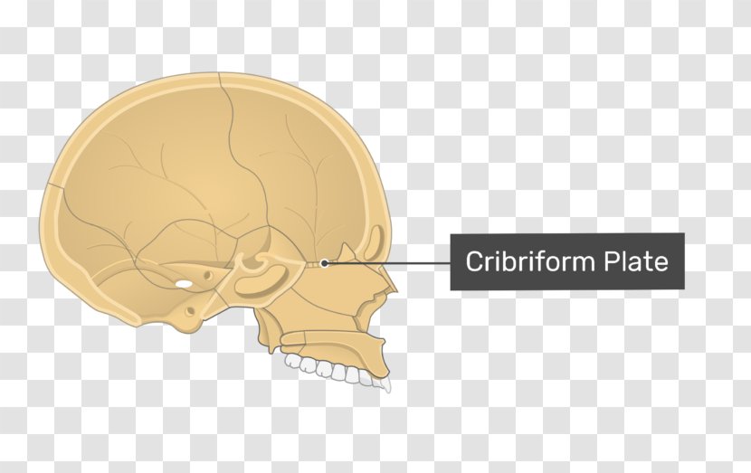 Skull Cribriform Plate Orbital Lamina Of Ethmoid Bone Sinus - Heart Transparent PNG