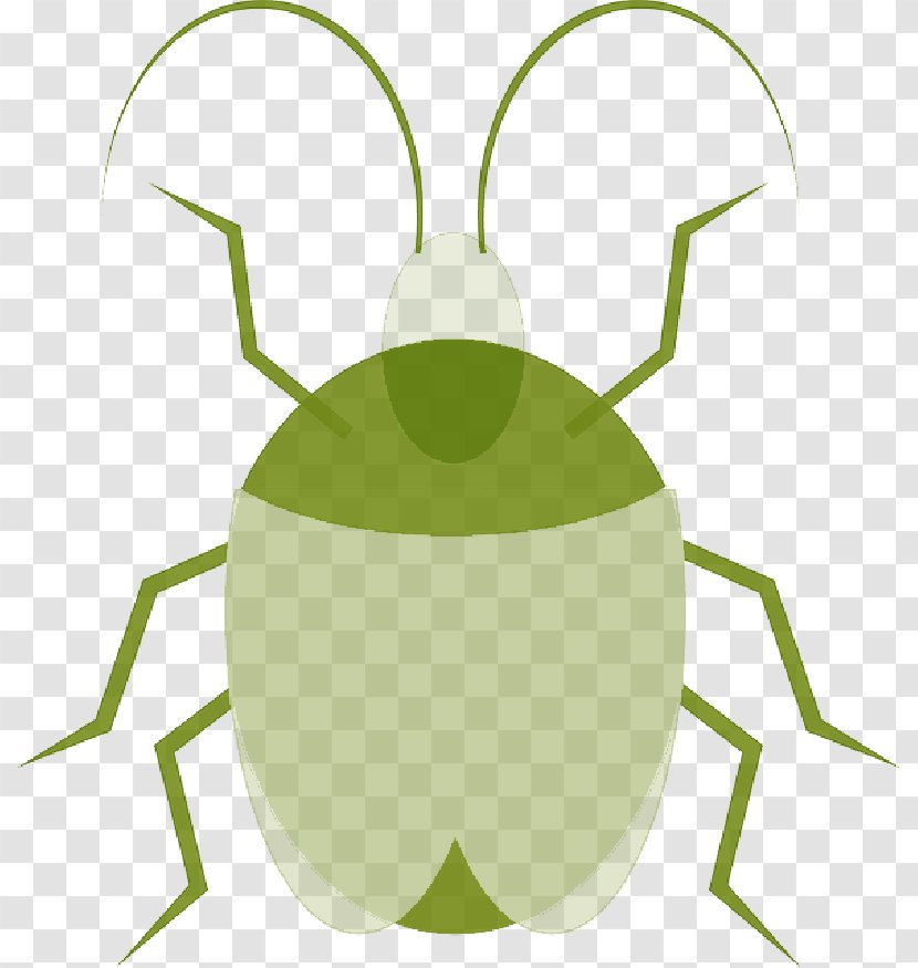 Clip Art Vector Graphics Beetle - Ground - Insect Transparent PNG