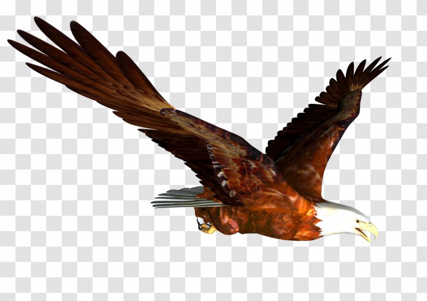 Hawk Mountain Sanctuary Accipitrinae Falconiformes Bird Of Prey - Falcon - Flying Eagle Image, Free Download Transparent PNG