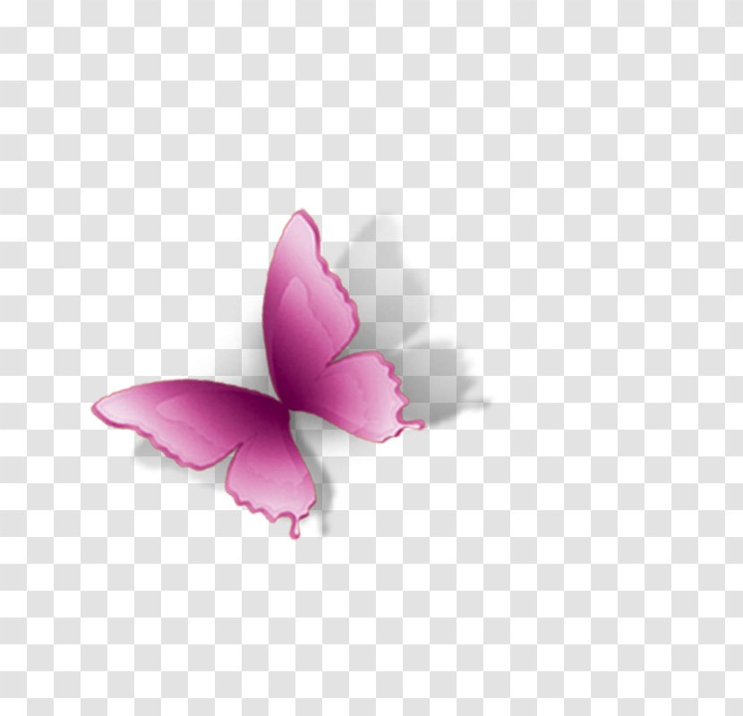 Butterfly Petal Computer Wallpaper - Insect Transparent PNG