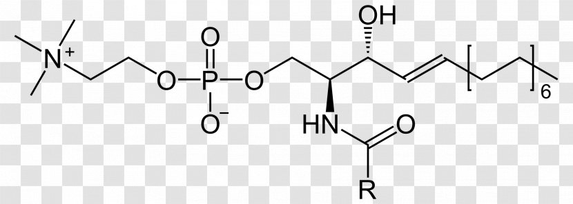 Ceramide Sphingolipid Sphingomyelin Cerebroside - Parallel Transparent PNG