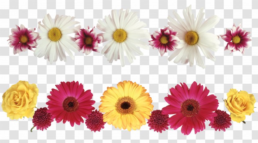 Download Chrysanthemum - Floral Design - White Transparent PNG