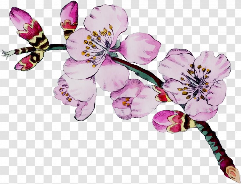 Moth Orchids Cut Flowers ST.AU.150 MIN.V.UNC.NR AD Insect Cherry Blossom - Orchid - Moths And Butterflies Transparent PNG