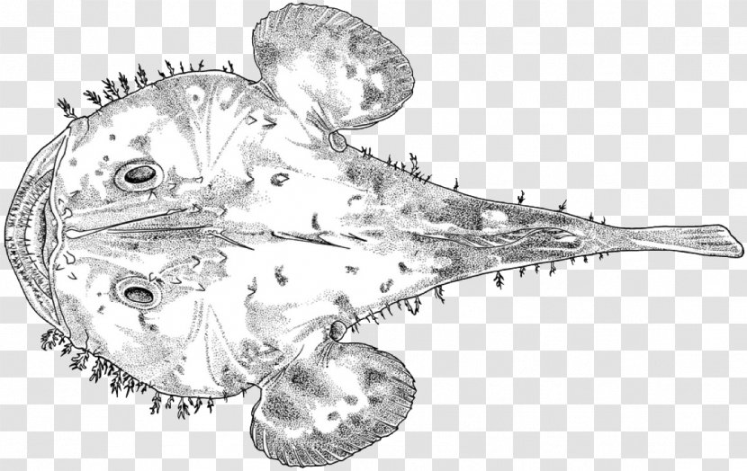 Line Art Jaw Invertebrate Fish Sketch - Cyclopterus Lumpus Transparent PNG