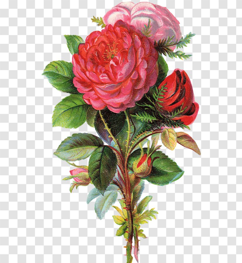 Garden Roses Bokmärke Cabbage Rose Floral Design Flower - Pink Transparent PNG