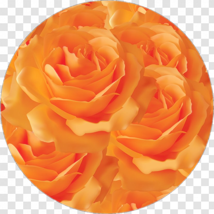 Drawing Of Family - Hybrid Tea Rose - Perennial Plant Tableware Transparent PNG