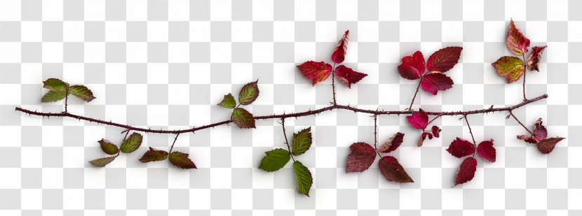 Maple Branches - Leaf - Deciduous Transparent PNG