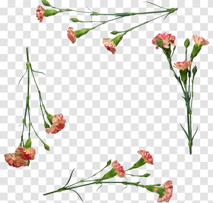 Floral Design November Of The Heart Cut Flowers Carnation - Plant Transparent PNG