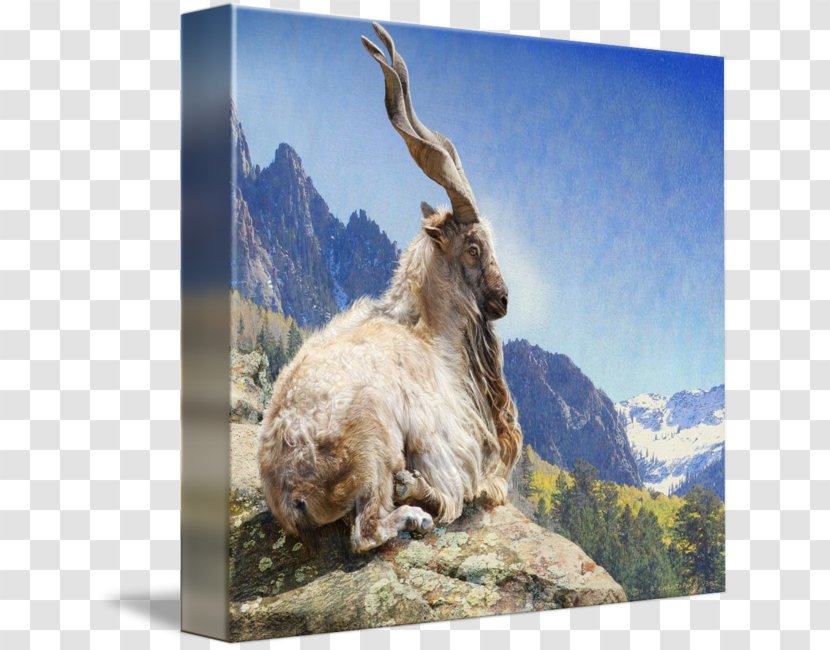 Mountain Goat Bukharan Markhor Pakistan - Animal Transparent PNG