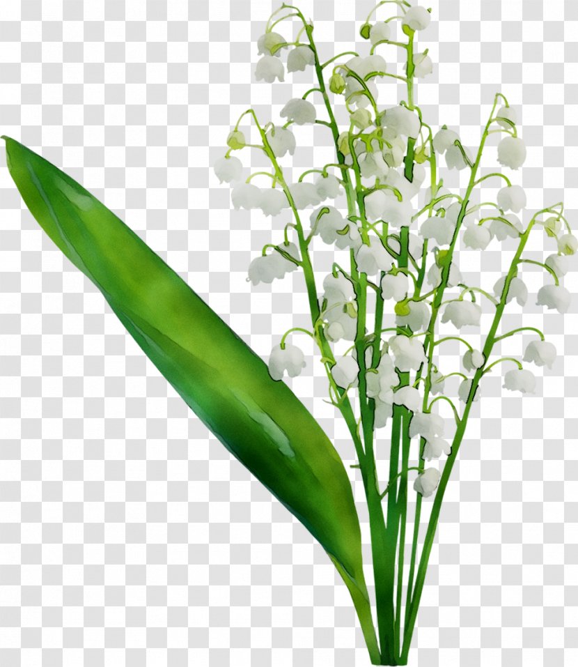 Leaf Plant Stem Herb Plants - Flowering Transparent PNG