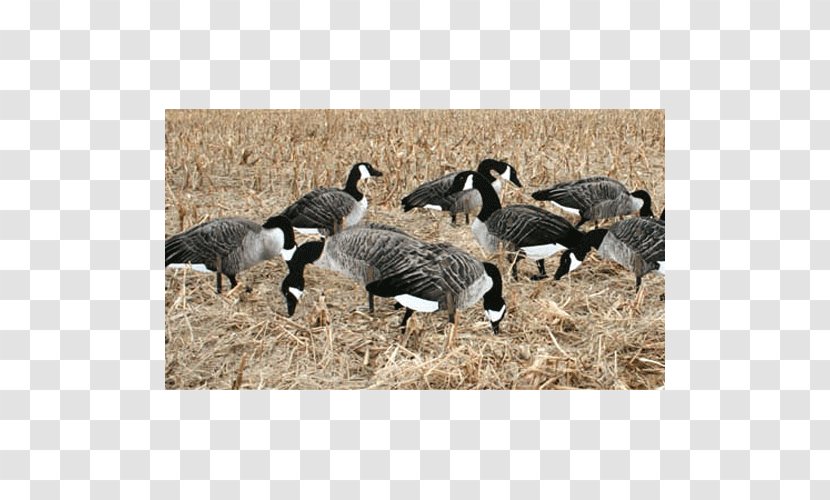 Snow Goose Duck Canada Decoy - Bird Transparent PNG