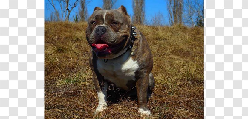 Valley Bulldog Olde English Bulldogge Dorset Tyme American Pit Bull Terrier - Dog Breed Group - Bully Transparent PNG
