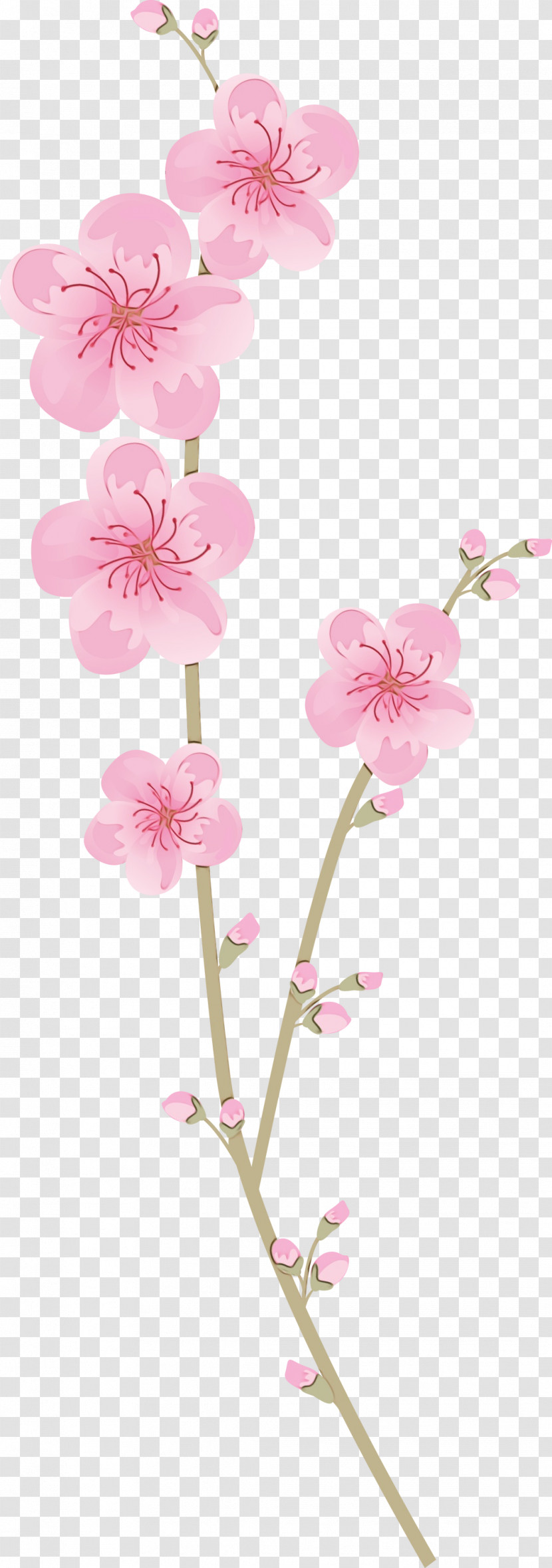 Cherry Blossom Transparent PNG