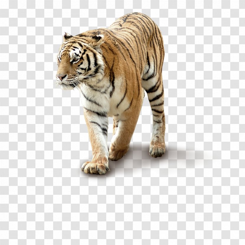 Siberian Tiger Cat Small Telescope Transparent PNG