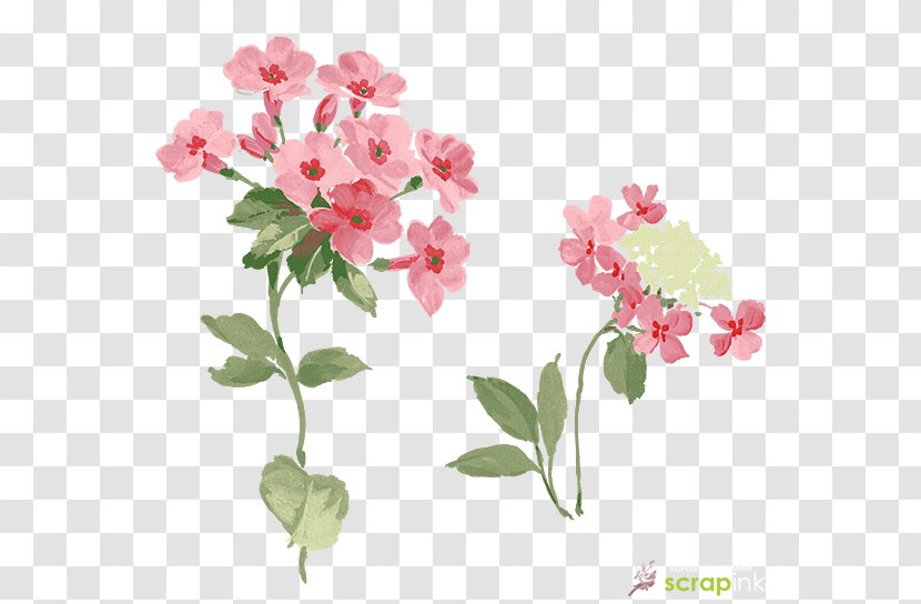 Flower Image Design - Plant Transparent PNG