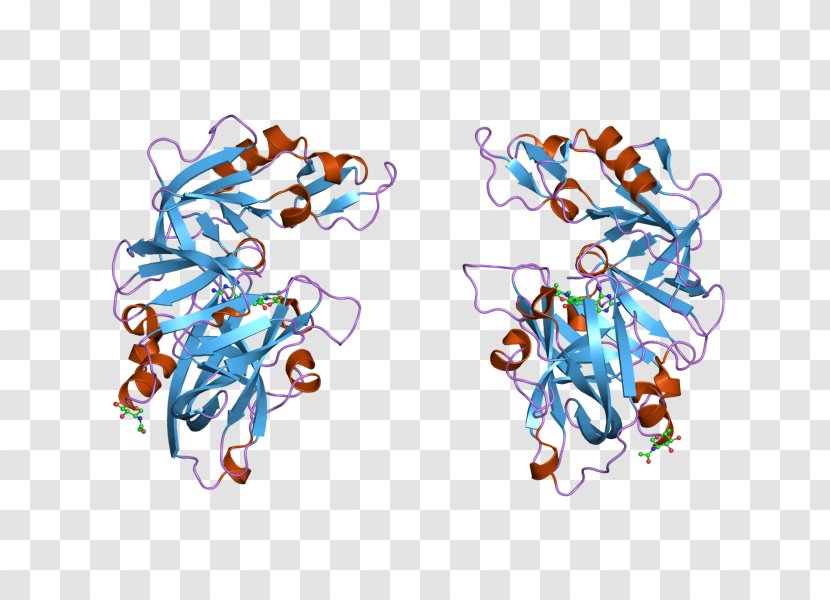 Renin–angiotensin System Introduction To Protein Structure Angiotensinogen - Kidney - Organism Transparent PNG
