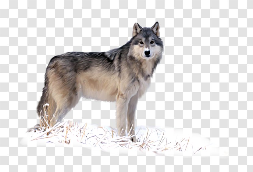 Siberian Husky Tamaskan Dog Saarloos Wolfdog Utonagan Seppala Sleddog - Snout - Winter Snow Wolf Transparent PNG