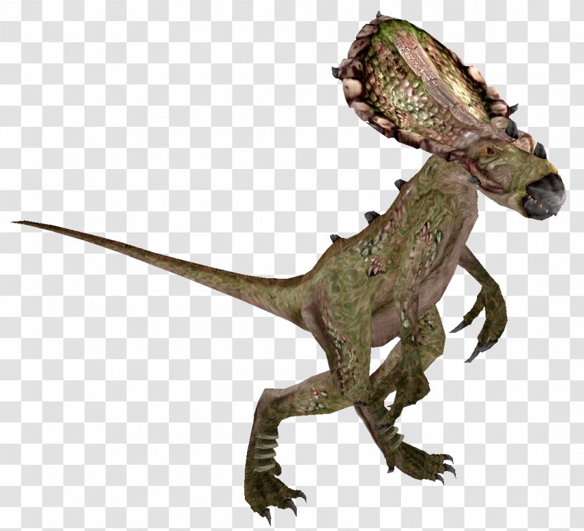 Velociraptor Tyrannosaurus Common Iguanas Dragon Lizards Animal Transparent PNG