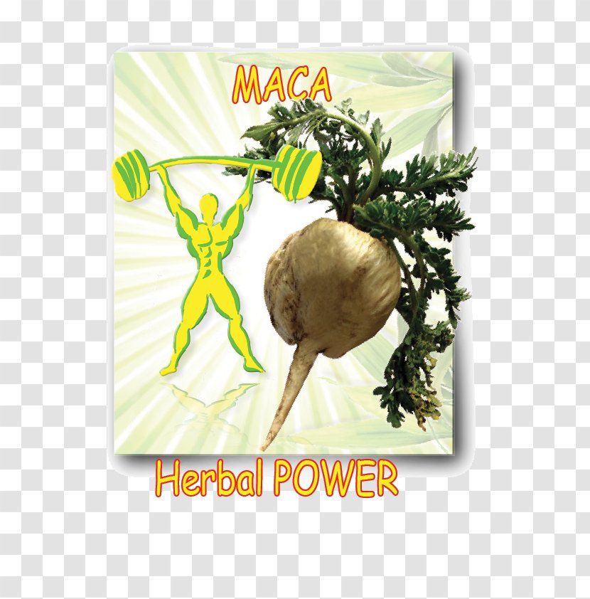 Organic Food Leaf Vegetable Natural Foods Maca Root - Vegan Power Transparent PNG