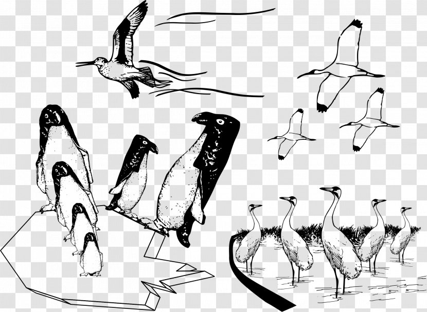 Bird Penguin Common Ostrich Drawing Image - Black And White - Many Birds Flying Together Transparent PNG