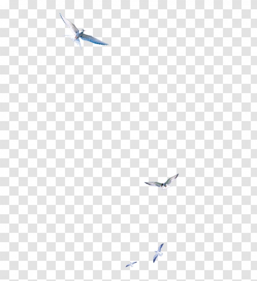 Blue Line Angle Point Sky - Texture - Birds Transparent PNG