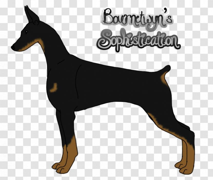 Dobermann German Pinscher Miniature Manchester Terrier Dog Breed - Like Mammal - DOBERMAN PINSCHER Transparent PNG