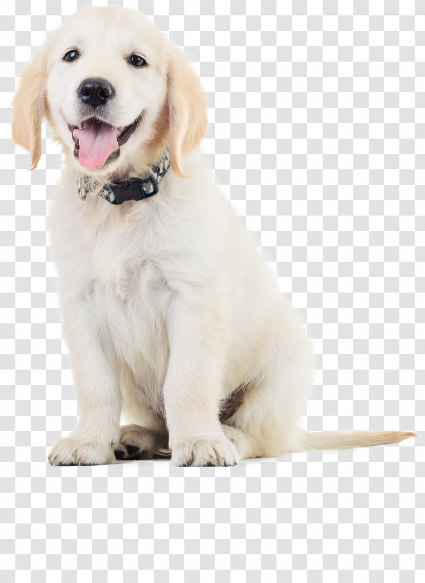 Labrador Retriever Puppy Golden Cat Pet - Dog Transparent PNG