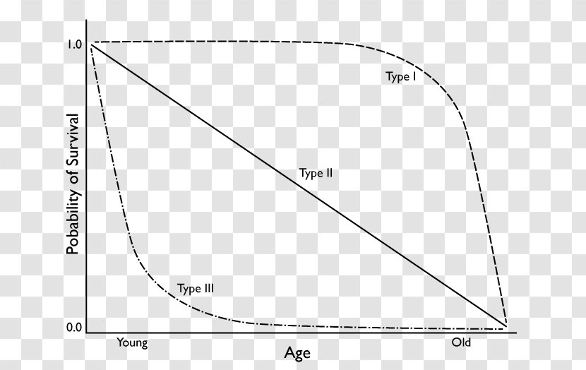 Survivorship Curve Graph Of A Function Chart Populace - Dimension - Road Transparent PNG