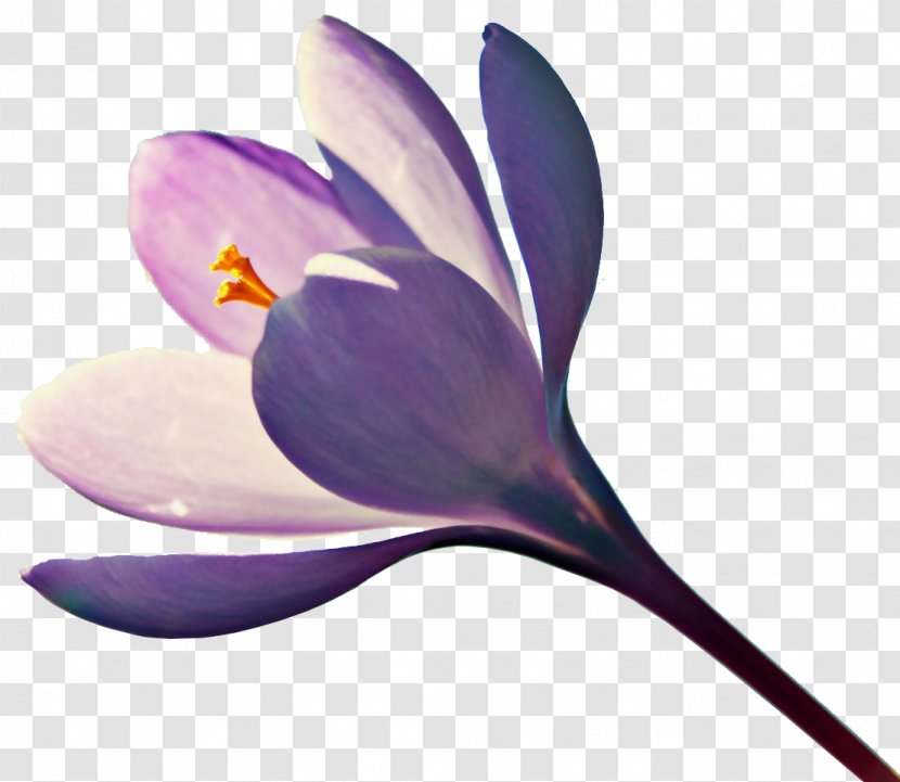 Flower - Violet - Flowering Plant Transparent PNG