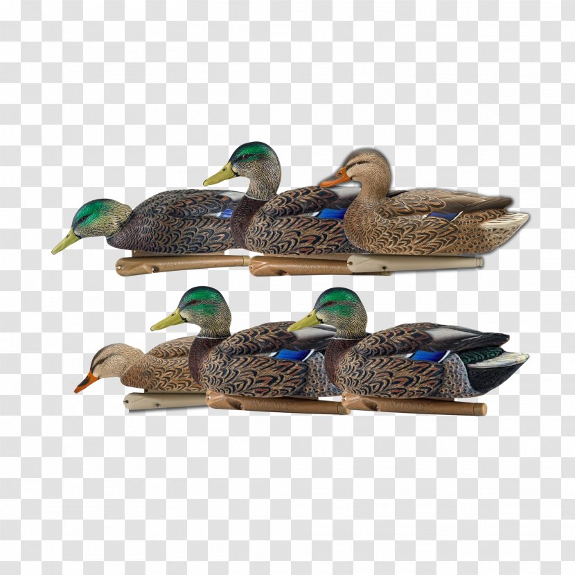 Mallard Duck Flight Decoy Waterfowl Hunting - Fauna Transparent PNG